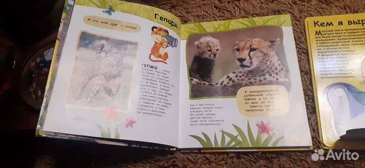 Детская энциклопедия с окошками