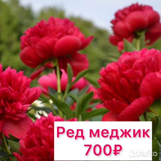 Пионы саженцы