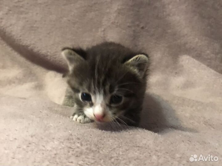 Котёнок найден в подезде,премерно месеца 4