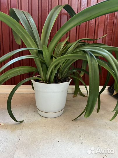 Гиппиаструм