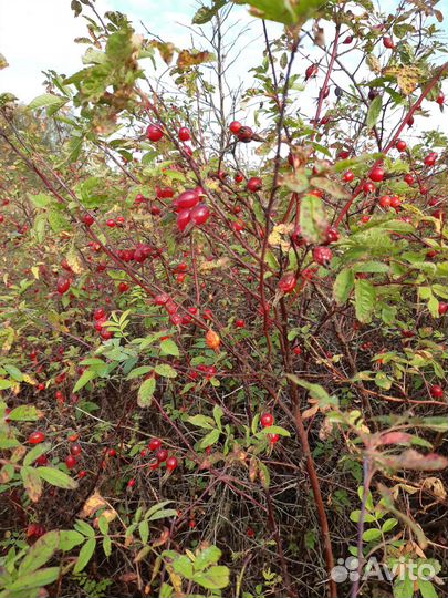 Шиповник сушеный