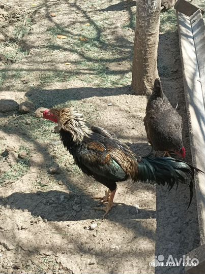 Молодые петухи