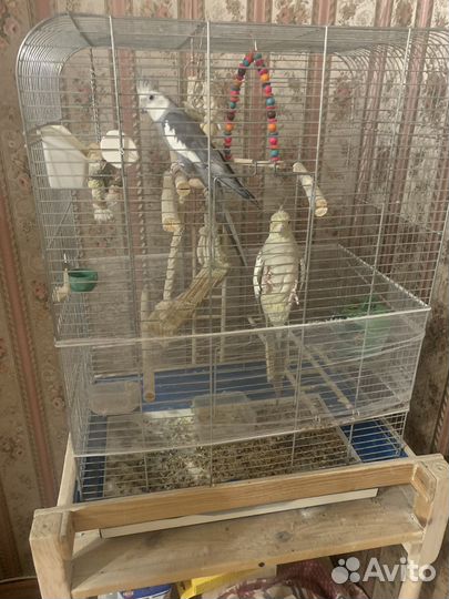 Попугай корелла