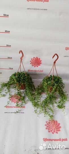 Сенецио, церопегия, гиацинт, лимон лайм