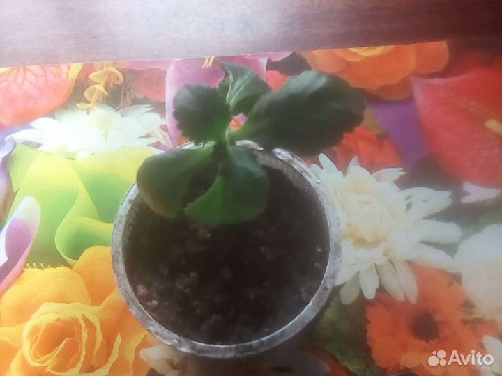 Каланхое цветущее роз