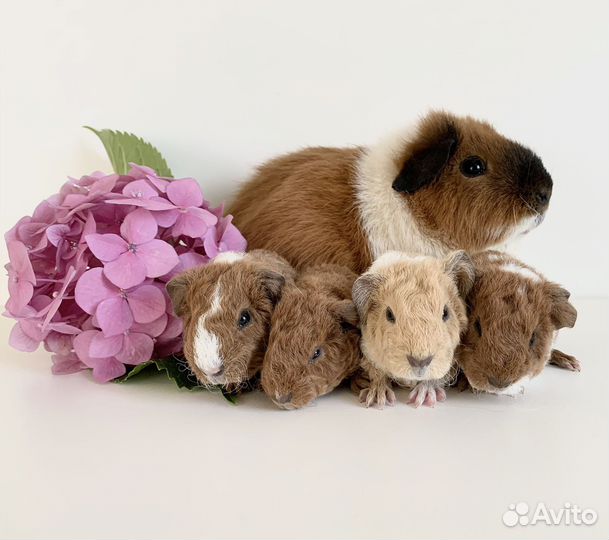 Морские свинки теддики