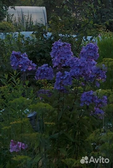 Флоксы Люпины цветы для дачи