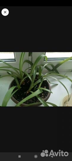 Цветы комнатные