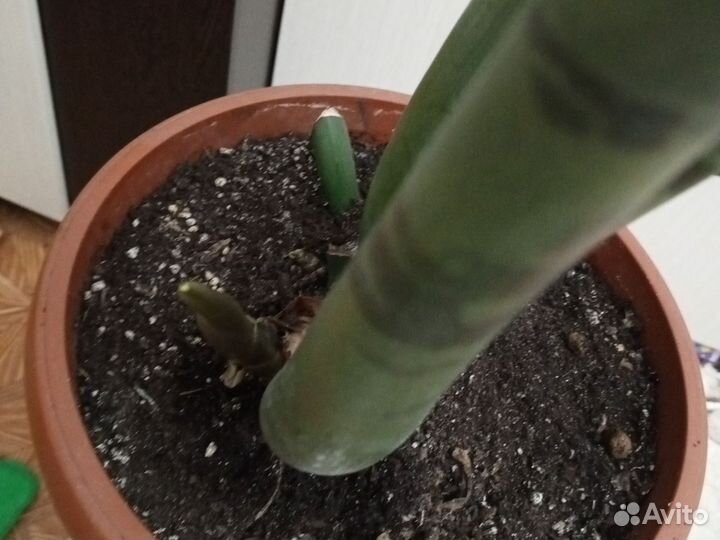 Замиокулькас зензи жук