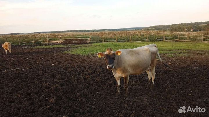 Корова порода Джерси