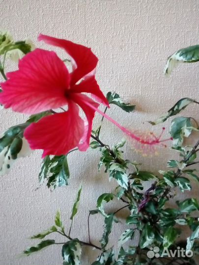 Гибискус