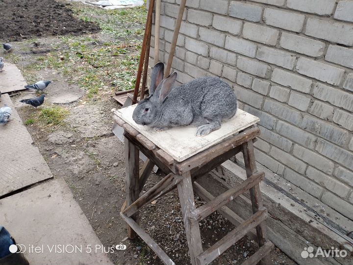 Кролик шиншилла