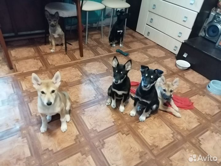 Щенки бесплатно