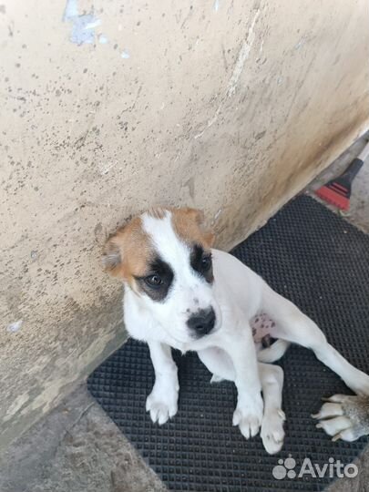 Щенки бесплатно