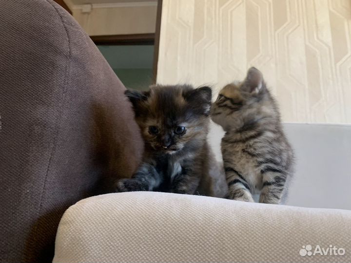 Котята пушистые серый и др от британской кошки