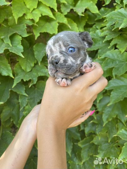 Французский бульдог