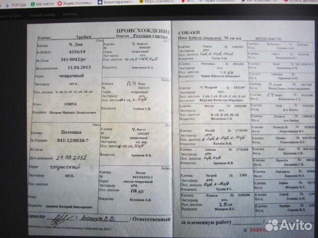 Продам щенят русская гончая