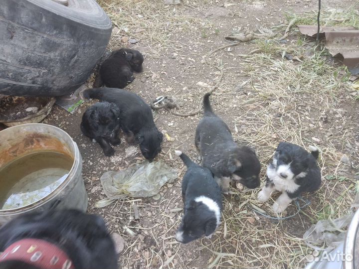 Отдам щенков