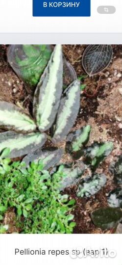 Растения для террариума