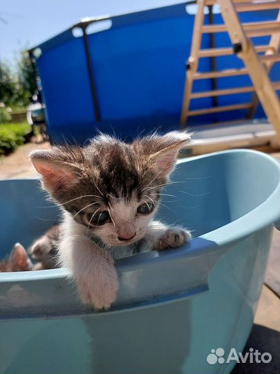 Котята