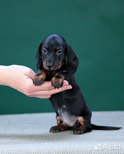 Кроличья такса