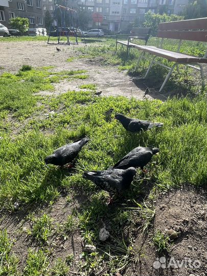 Продажа голубей