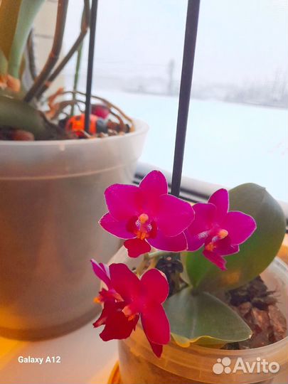 Орхидея похучая