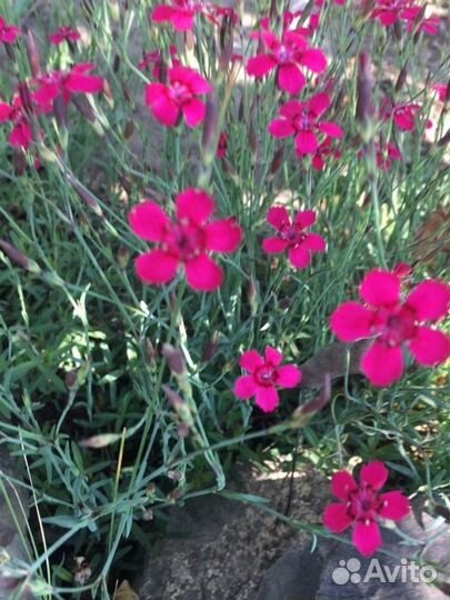 Комнатные цветы