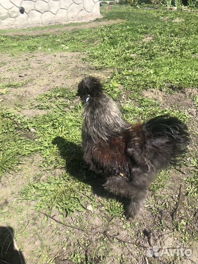 Китайские шелковые петушки