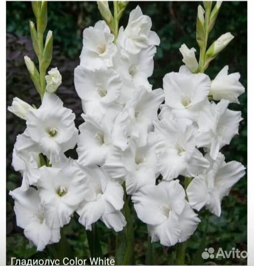 Гладиолусы луковицы