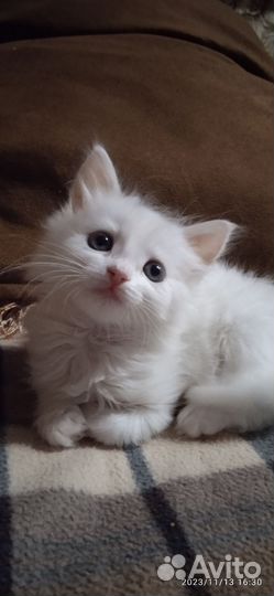 Кошечка 1,5месяца