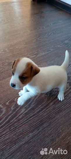 Щенки джек Рассел терьер гладкошерстный