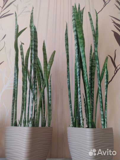Сансевиерия (щучий хвост)