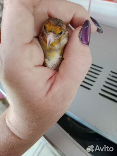 Розелла пинантная пара