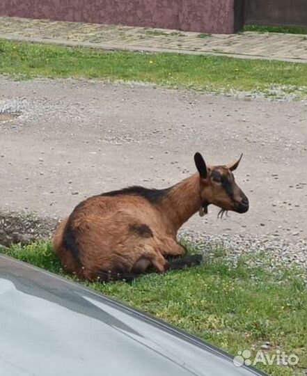 Нубийская коза