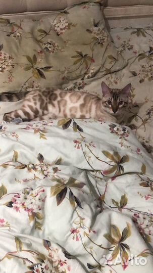 Бенгальский кот