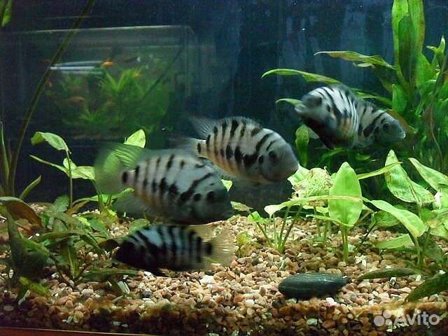 Цихлозома чернополосая