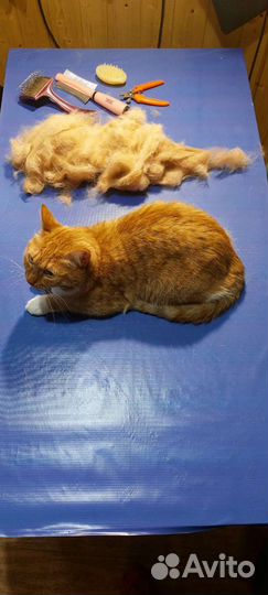 Груминг, стрижка кошек и собак