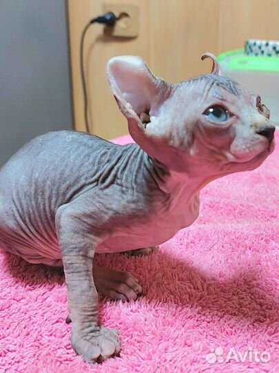 Эльф Игнасио котёнок