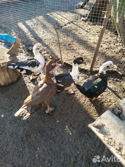 Мускусные утки