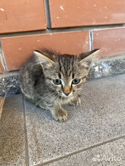 Котик в добрые руки бесплатно