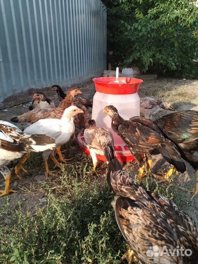 Цыплята Дакан, возраст два месяца