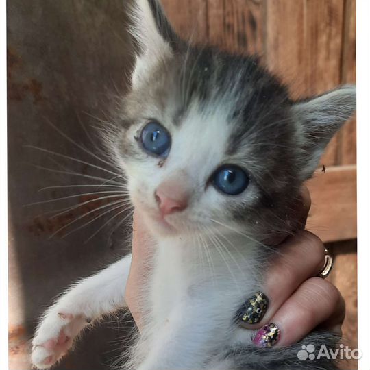 Котята крысоловы