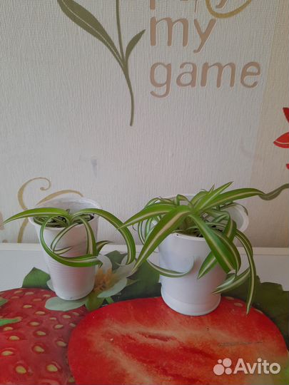 Хлорофитум кудрявый