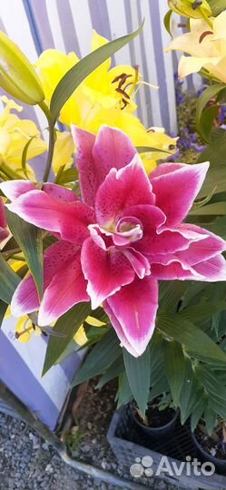 Продажа многолетних цветов