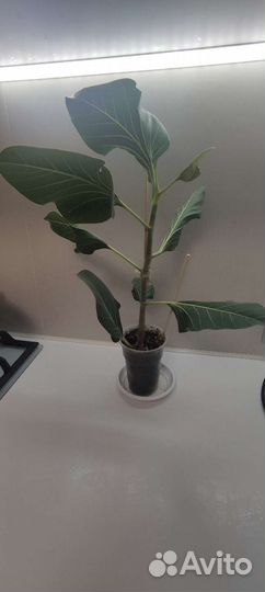 Фикус Бенгальский Кришны