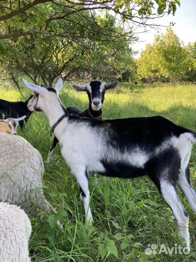 Альпийские козы, козлята