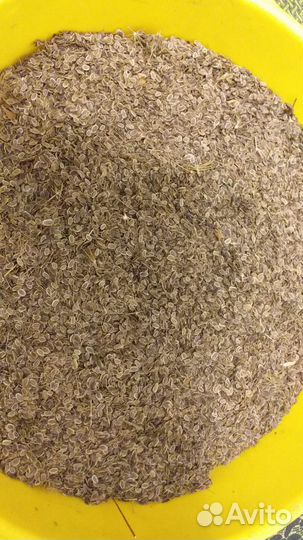 Укроп, семена