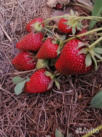 Клубника рассада