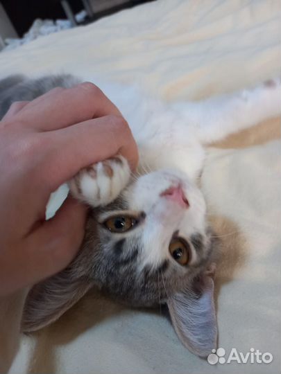 Котенок Симба